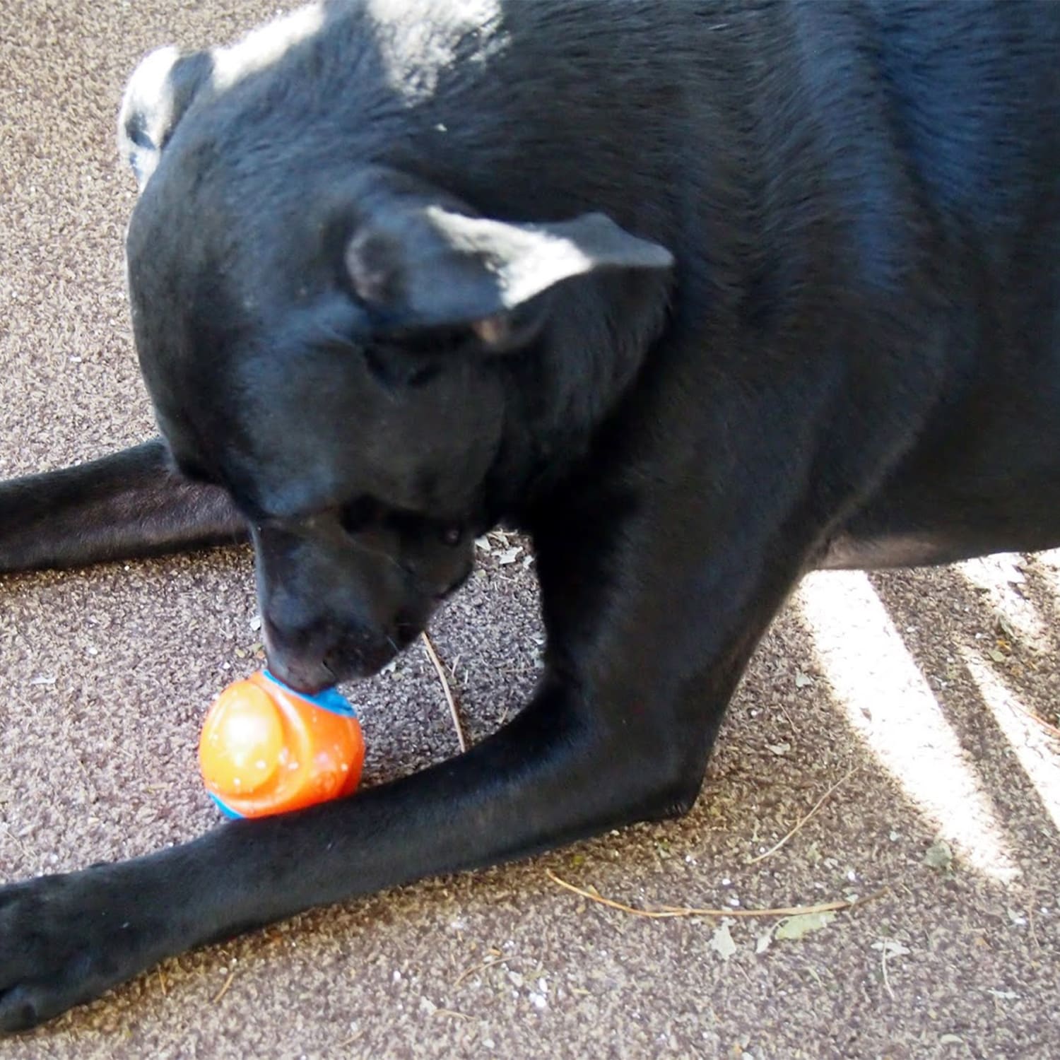 chuckit locator ball